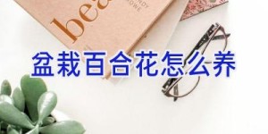 盆栽百合花怎么养