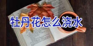 牡丹花怎么浇水