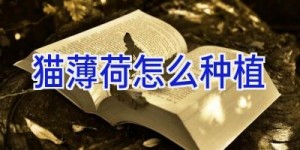 猫薄荷怎么种植