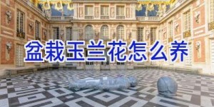 盆栽玉兰花怎么养