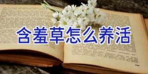 含羞草怎么养活