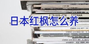 日本红枫怎么养