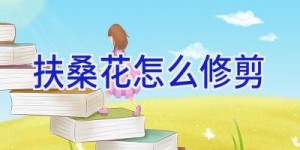 扶桑花怎么修剪