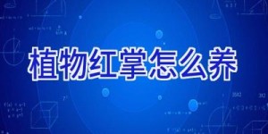 植物红掌怎么养