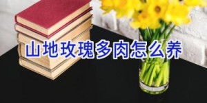 山地玫瑰多肉怎么养