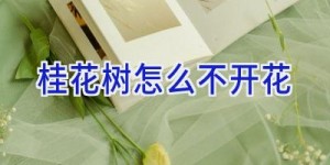 桂花树怎么不开花