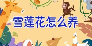 雪莲花怎么养