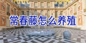 常春藤怎么养殖