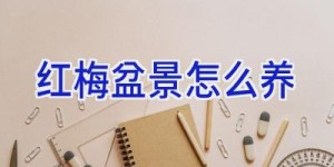 红梅盆景怎么养