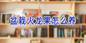 盆栽火龙果怎么养