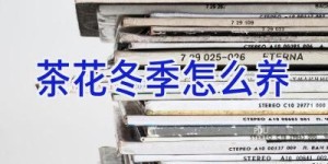 茶花冬季怎么养