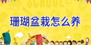 珊瑚盆栽怎么养