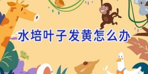 水培叶子发黄怎么办