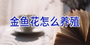 金鱼花怎么养殖