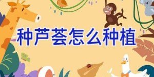 种芦荟怎么种植