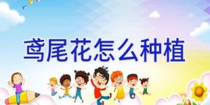 鸢尾花怎么种植