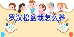 罗汉松盆栽怎么养