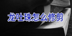 龙吐珠怎么修剪