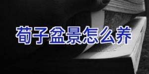 荀子盆景怎么养