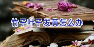 竹子叶子发黄怎么办