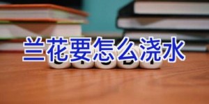 兰花要怎么浇水