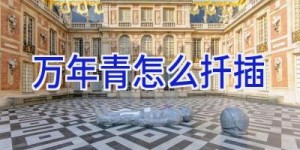 万年青怎么扦插