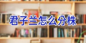 君子兰怎么分株