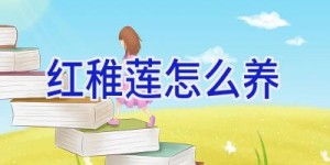 红稚莲怎么养