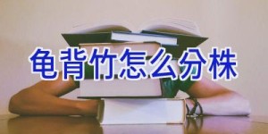 龟背竹怎么分株