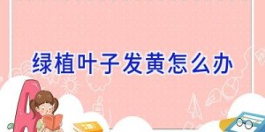 绿植叶子发黄怎么办