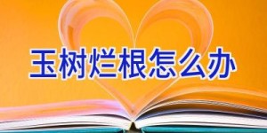 玉树烂根怎么办