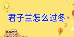 君子兰怎么过冬