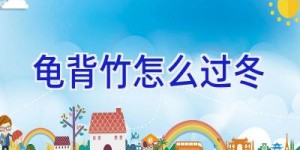 龟背竹怎么过冬