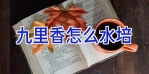 九里香怎么水培
