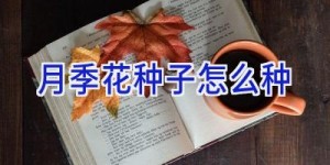 月季花种子怎么种