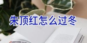 朱顶红怎么过冬