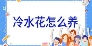 冷水花怎么养
