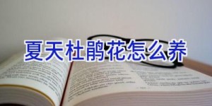 夏天杜鹃花怎么养