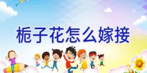 栀子花怎么嫁接