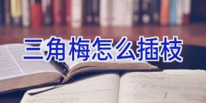 三角梅怎么插枝