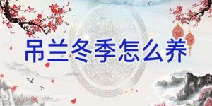 吊兰冬季怎么养