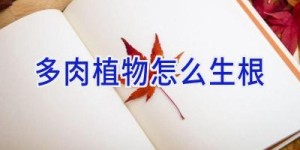 多肉植物怎么生根