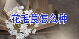花毛茛怎么种