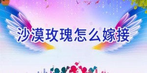沙漠玫瑰怎么嫁接