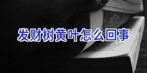 发财树黄叶怎么回事