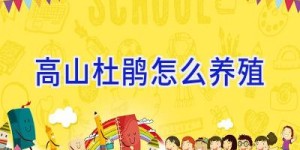 高山杜鹃怎么养殖