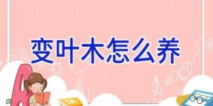 变叶木怎么养