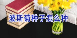 波斯菊种子怎么种