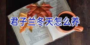 君子兰冬天怎么养