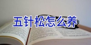 五针松怎么养